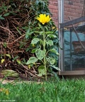 November Sunflower