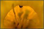 Daffodil Bug