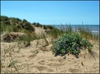 Sea Holly on the Sand Dunes