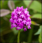 Pyramidal orchid (Anacamptis yramidalis)
