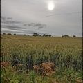 Wheat Field, Scalby