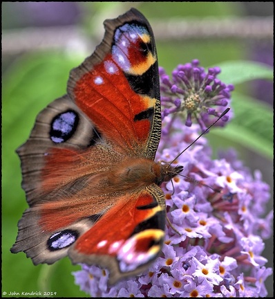 Peacock Butterfly
