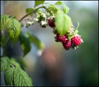 Autumn Raspberries