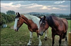 Scalby Horses