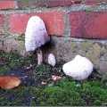 Fungi by wall (for identification)
