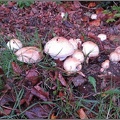 Fungi (for identification)