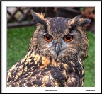 Grat Horned Owl