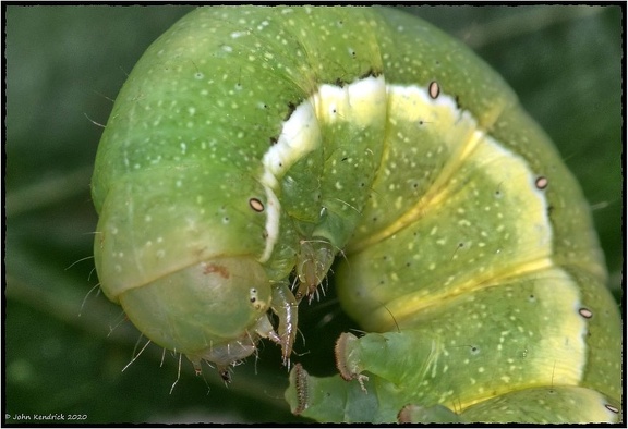 Caterpillar