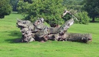 Fallen Tree Monster, Ripley Castle